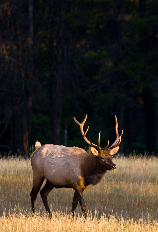 Elk